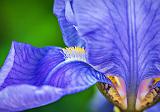 Purple Iris Closeup_P1120847-9